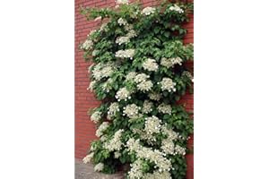 HIRT'S GARDENS Climbing Hydrangea Plant - Hydrangea anomala petiolaris - Shade - 4" Pot