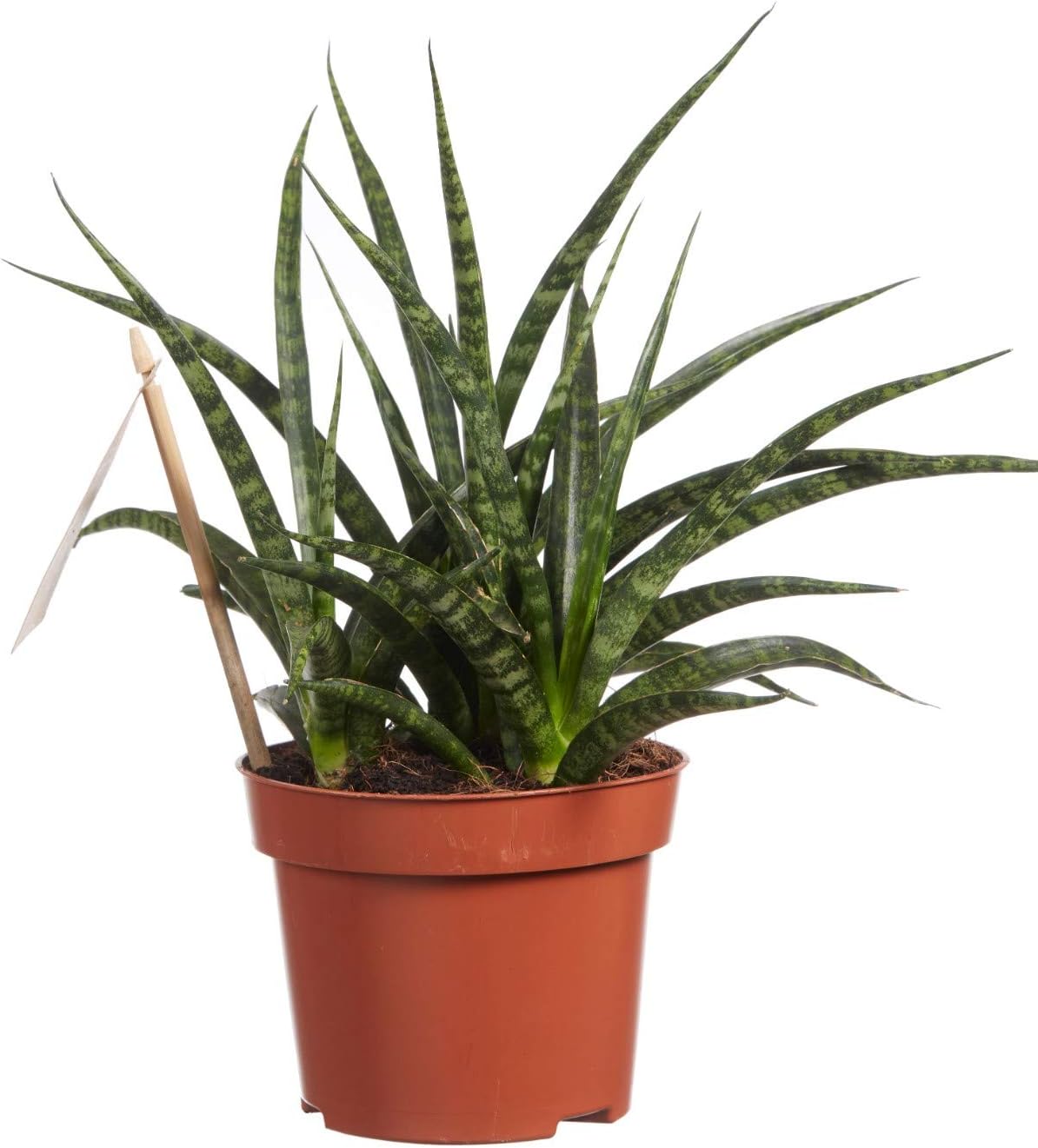 Sanseveria MotherTongue Succulent houseplant