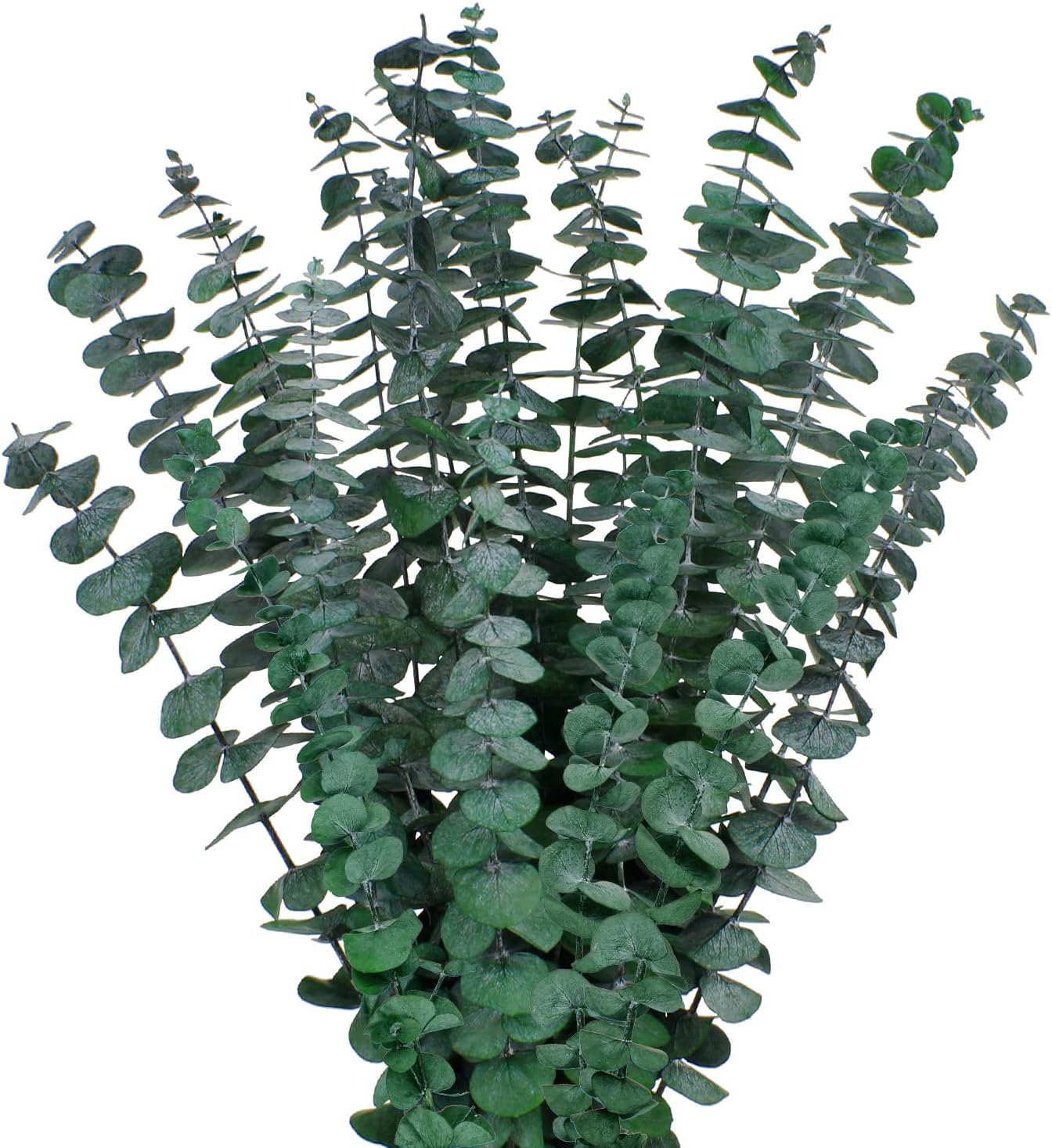 Dried & Preserved Flora - 12PCS Dried Eucalyptus Bundle ,17'' Real Eucalyptus Stems - 100 % Natural Fresh Eucalyptus Leaves Greenery Stems for Shower Home Decor Flower Arrangement Wedding