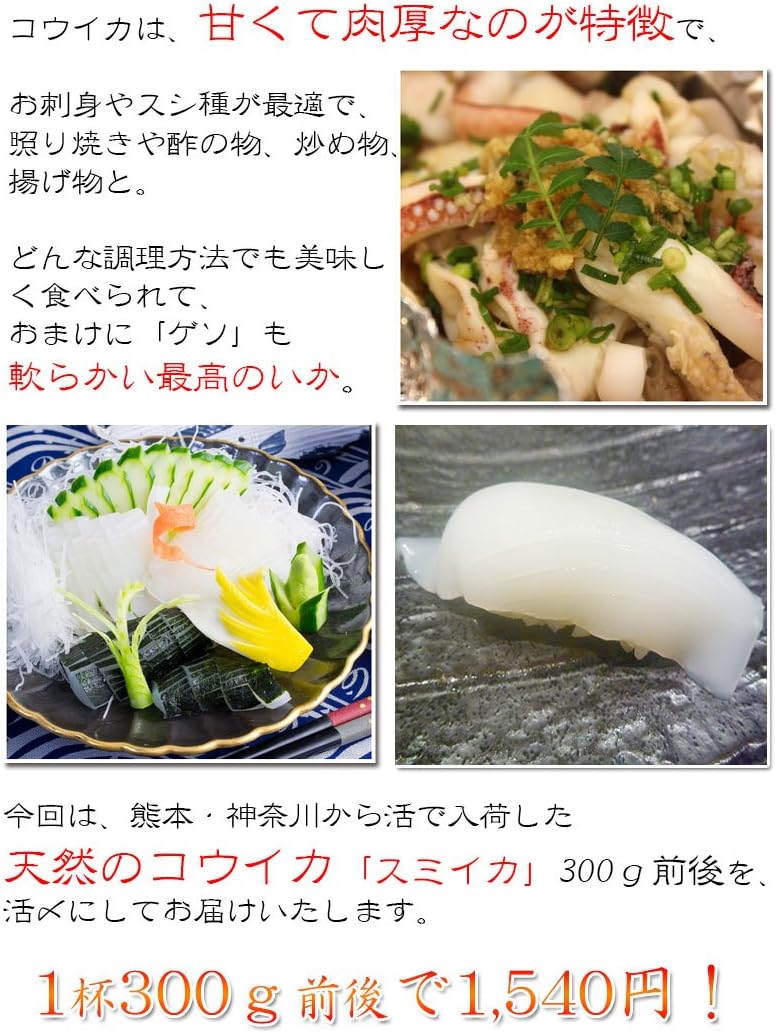 Amazon 天然活〆甲イカ 肉厚で甘みがある コウイカ スミイカ 築地の匠 鮮魚 通販