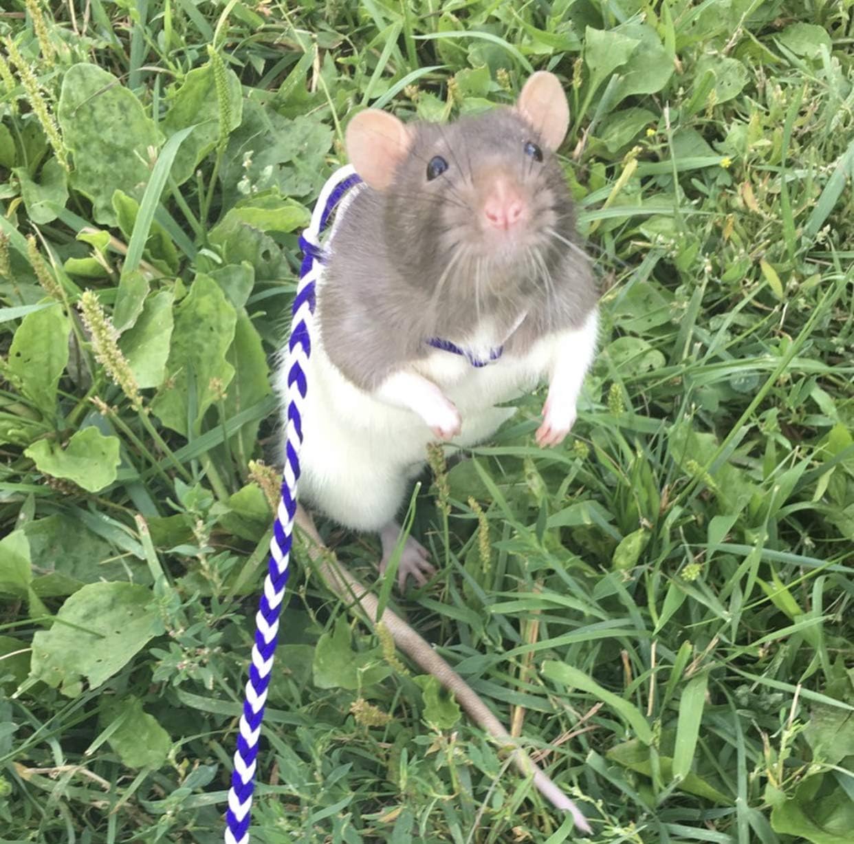 best rat harness