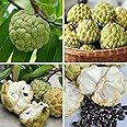 10+ Giant Soursop Graviola Guanabana Annona Muricata Fruit Tree Seeds Fresh Tropical Fruit Seeds Outdoor Garden