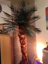 Künstliche Palme für den geschützten Aussenbereich, ca. 2m hoch: Amazon