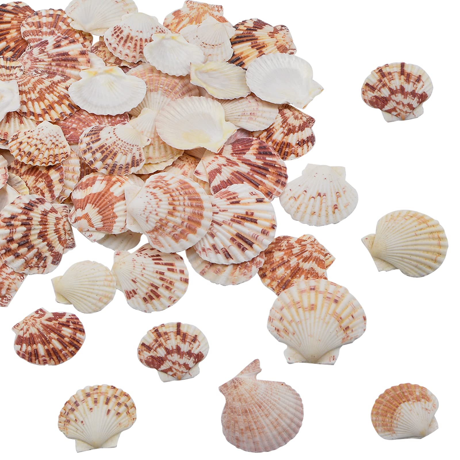 WANDIC Natural Scallop Shell, Pack of 250 Grams Tiny Shells Beads Ocean Beach Seashells for Epoxy Filling Home Decoration Party Wedding Decor