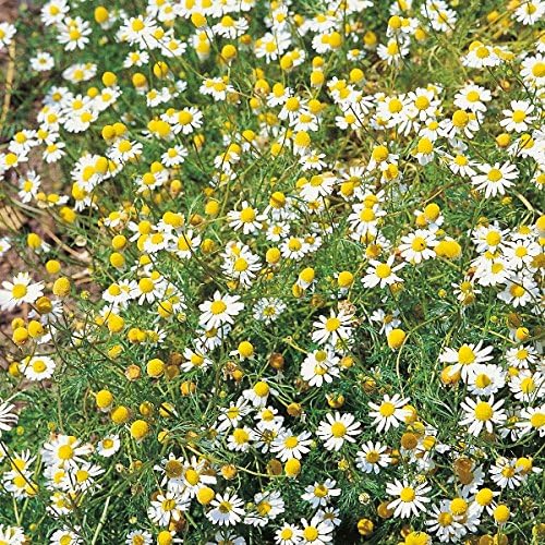 Chamomile - Wild - 400 Seeds