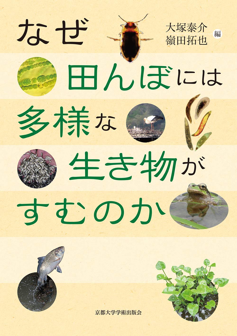 なぜ田んぼには多様な生き物がすむのか 泰介 大塚 拓也 嶺田 本 通販 Amazon