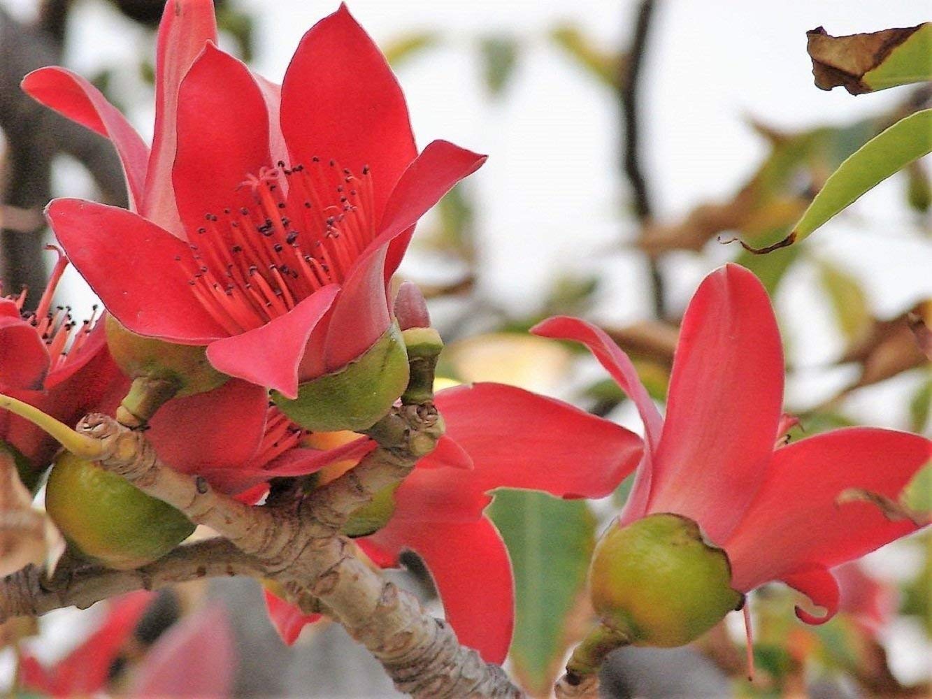 Nianyan Red Silk Cotton Tree Bombax Ceiba Kapok Tropical Flower Seeds Buy Online In Guatemala At Guatemala Desertcart Com Productid