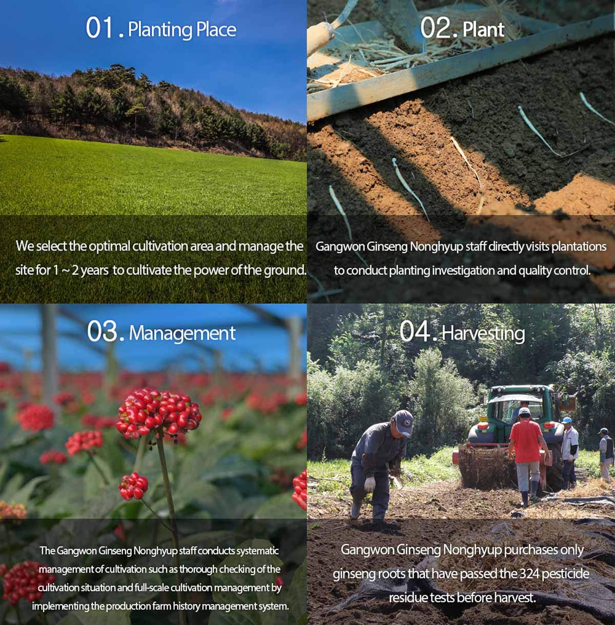 Gangwoninsam] Korean Red Ginseng Extract Gold 500g / 17.63 fl. oz – Contains 100% Pure Korean 6-Year-Old Red Ginseng Root Extract