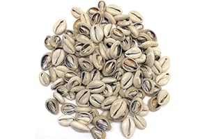100 Pcs Beige White Natural Cowrie Shells Beads Oval Beach Seashells African for Hair Jewelry Making Sea Shells for Crafting,