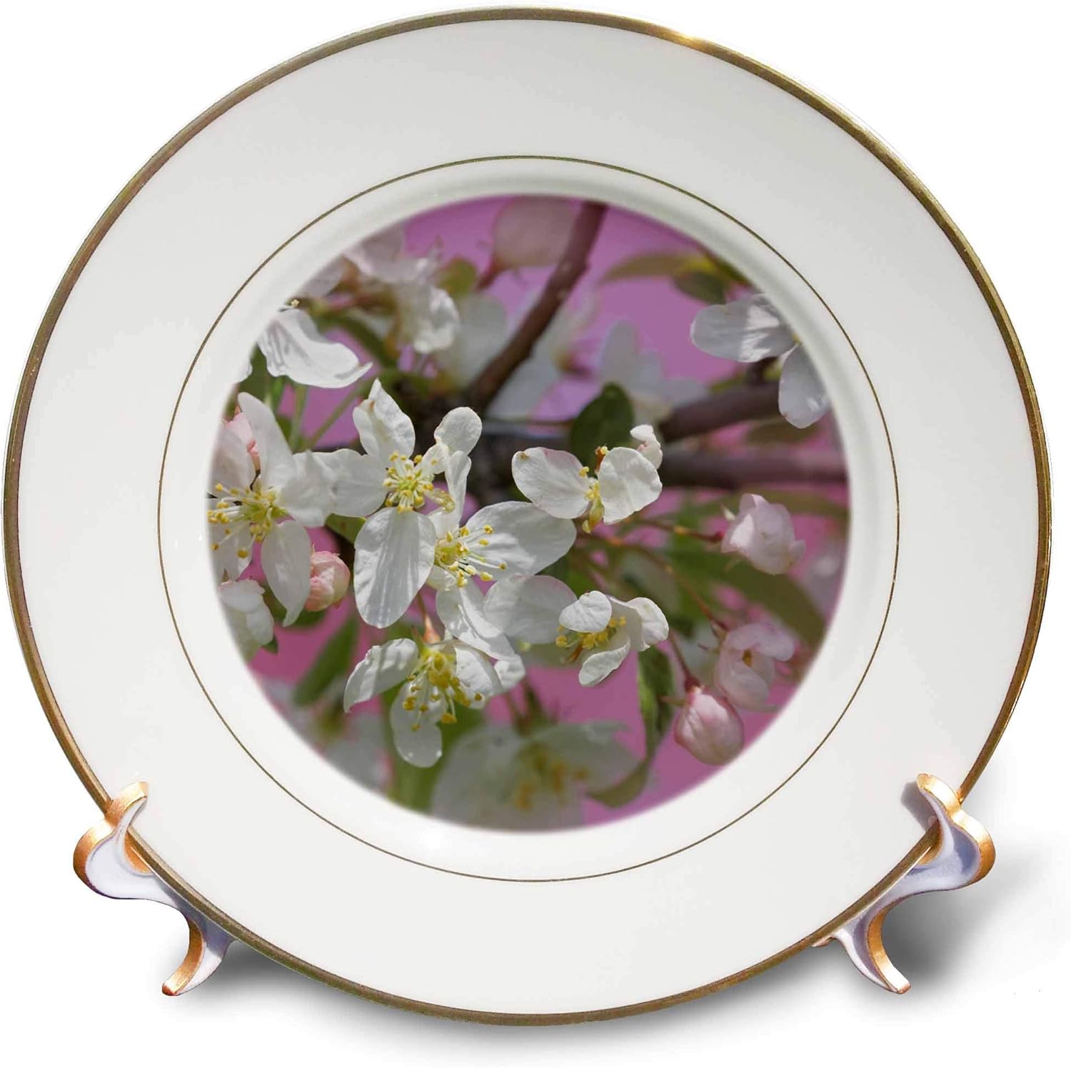 3dRose Danita Delimont - Flower - Crabapple Blossom in Spring. - Plates (cp_344986_1)