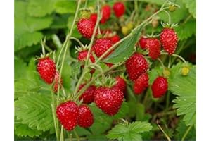SeedsUP - 100+ Alpine Strawberry Everbearing Four Season - Fruit Red