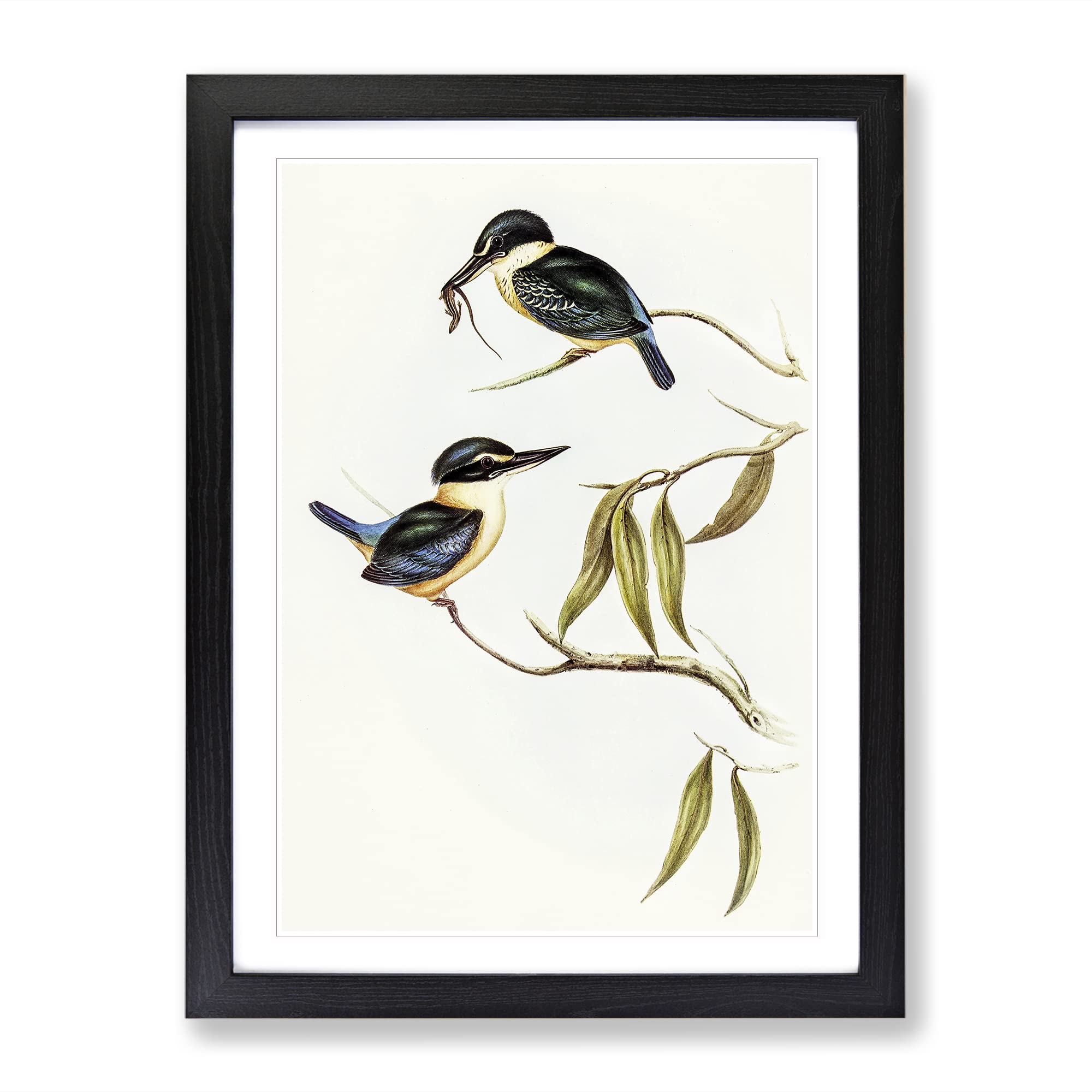Sacred Halcyon Kingfishers By Elizabeth Gould Vintage Framed Wall Art Print, Ready to Hang Picture for Living Room Bedroom Home Office Décor, Black A4 (34 x 25 cm)