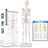 17.72 Inch Mini Skeleton Anatomy Model,Realistic Human Skeleton Model with Movable Arms and Legs, Scientific Anatomical Bone Model,Educational Teaching Display & Halloween Decoration