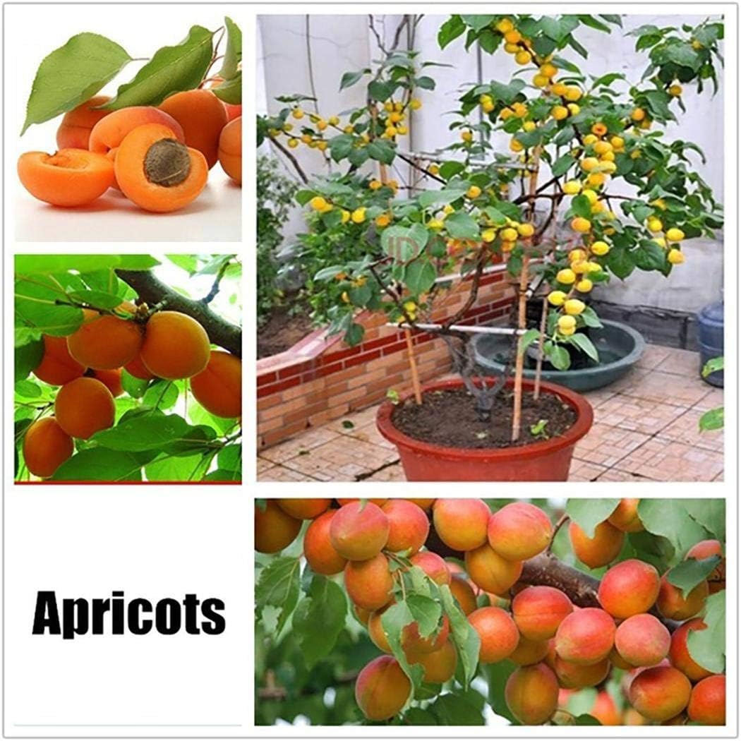 Lioder Perennial Fruit Seeds 17 Varieties Indoor/Outdoor Fruit Bonsai Organic for Home Garden Planting