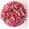 GlobalRose 30 Hot Pink Alstroemeria Flowers – Responsibly Sourced Peruvian Lilies Flowers – Hand-Picked Flowers Fresh Bouquet for Graduation, Anniversary & Special Occasions (3 Bunches of 10 Stems