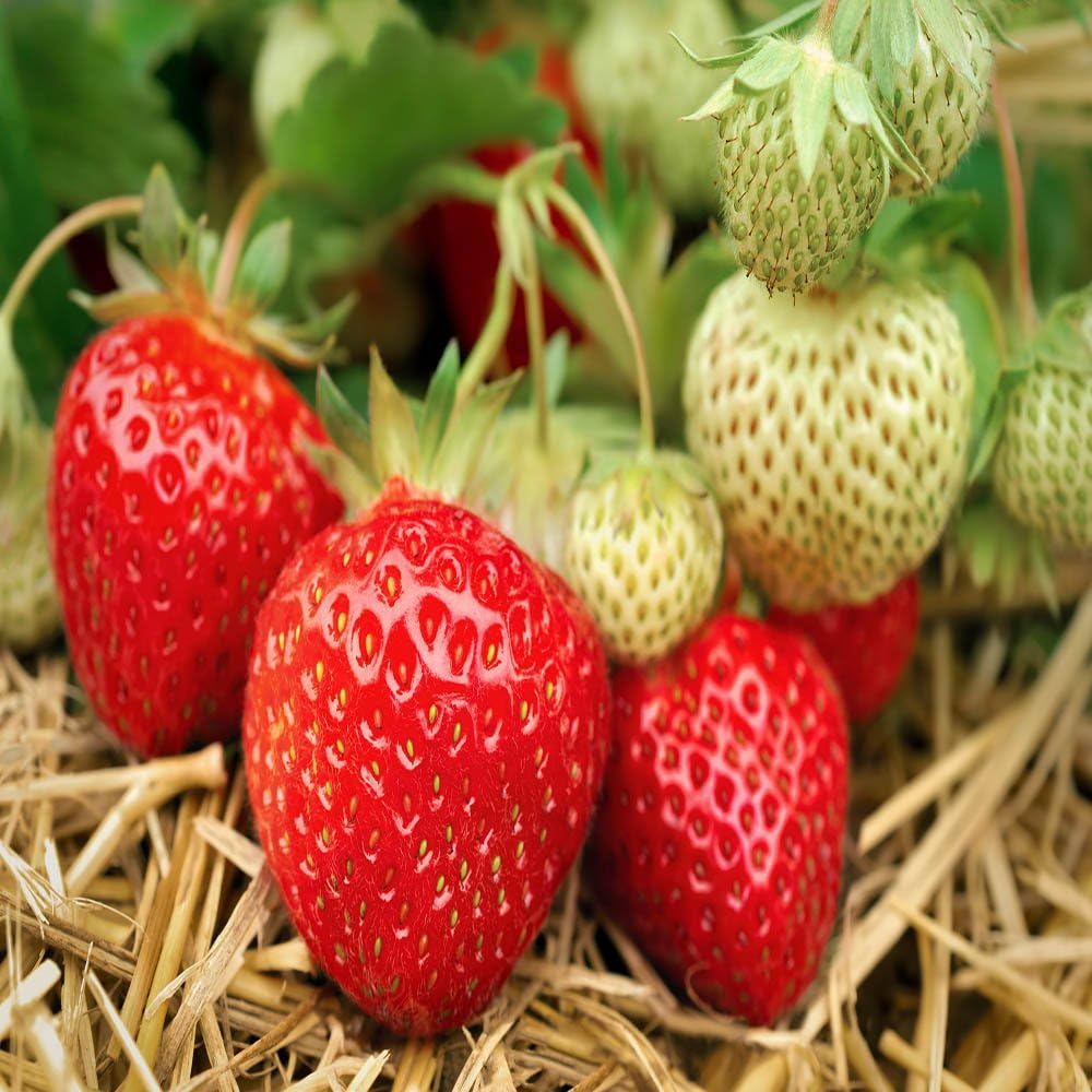 Sparkle June Bearing 100 Live Strawberry Plants, Non GMO,