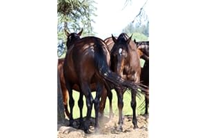 Horses and Neuroscience: The Book