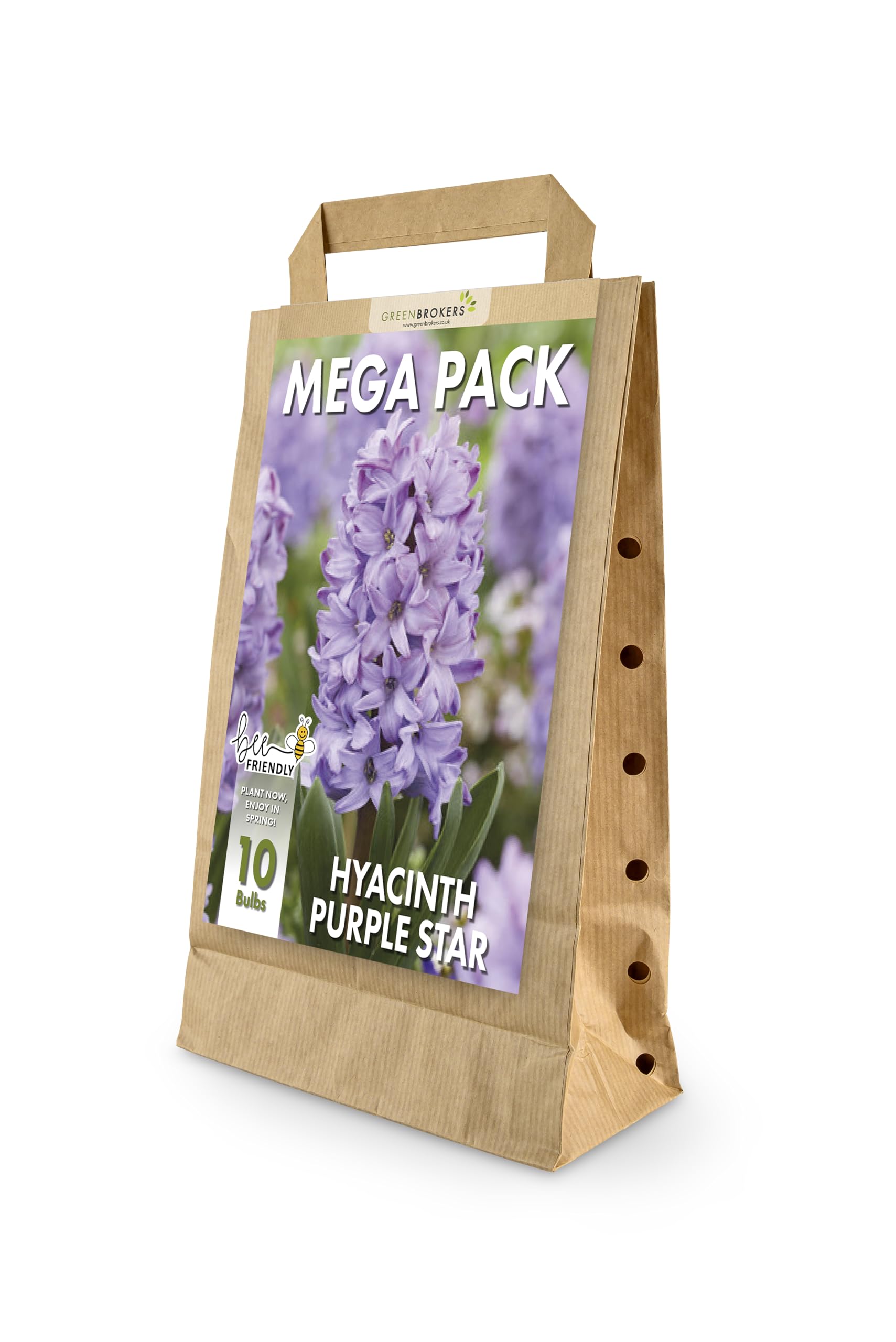GreenBrokers Hyacinth Spring Flower Bulbs - Purple Star