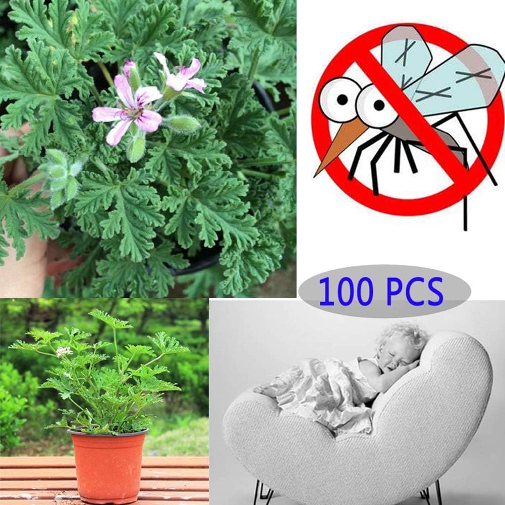FafSgwq Seeds - 100Pcs Citronella Plant Seed Mozzie Buster Mosquito Repellent Garden Plant Decor - 100 Pcs Mozzie Buster Seeds