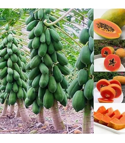 Amazon.com : Hawaiian Solo Papaya WAIMANALO X-77 Seeds (25