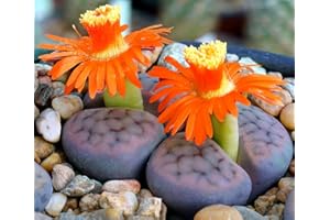 220 Mixed Rare Succulent Seeds – Colorful Flowering Succulents for Indoor Pots, Rock Gardens & Drought-Tolerant Landscaping