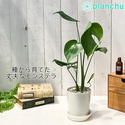 Amazon Co Jp 観葉植物 モンステラ 4号鉢 受け皿付き 育て方説明書付き Monstera ホーム キッチン