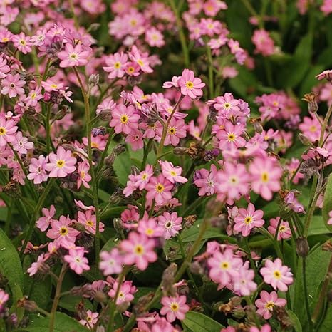 Amazon 寄せ植え ミオソティス ローズ ワスレナグサ 2株セット コンテナガーデン 花壇 花