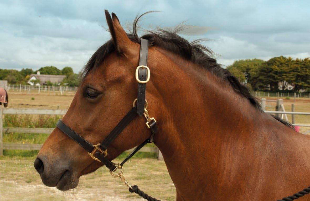 Windsor Equestrian Horses Leather Headcollar