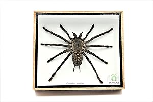 TAXIBUGS Real Giant Tarantula EURYPEIMA SPINCRUS Spider Taxidermy Boxed Display