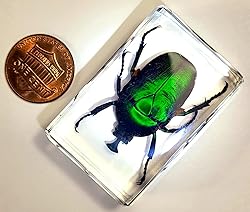 44mm Real Unicorn Green Rose Chafer Beetle in