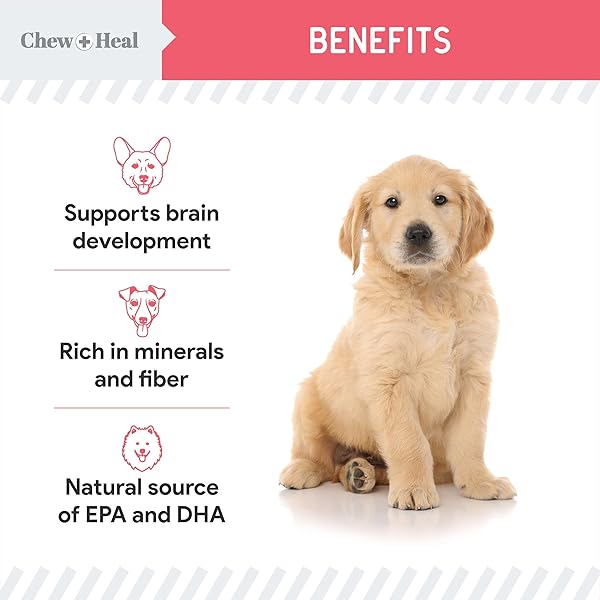 CHEW + HEAL LABS DOG SALMON JERKY FOR PUPPIES – 12 OZ OF WILD CAUGHT ALASKAN SALMON JERKY FOR PUPPY DEVELOPMENT WITH CHICKPEAS, CARROTS, SWEET POTATO, AND FRUIT – MADE IN THE USA
