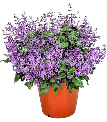 Amazon.com : Mona Lavender Plant - Plectranthus - Live Flower