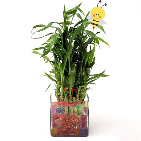 Ferns N Petals 2 Layer Lucky Bamboo Plant Live with Honey Bee Tag Indoor Glass Pot 3 X 3 Inches