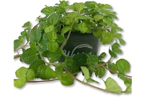 WEKIVA FOLIAGE Creeping Charlie Friendship Plant - 3 Live Plants in 4 Inch Growers Pots - Pilea Nummulariifolia - Beautiful Textured Indoor Houseplant