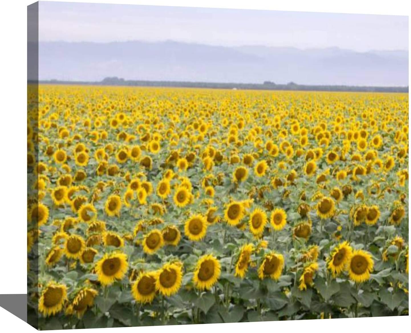 Amazon Com Diy Digital Oil Painting Set Sunflower Field In Bloom Colorful Sunflowers Stock Pictures Royalty Paint By Numbers Kits For Adult Beginner Children Wooden Frame Art Craft For Home Wall Decor 16x