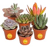 Costa Farms Mini Succulent Live Plants in Plastic Pot, Easy to Maintain Asssorted Indoor Succulents, Houseplants for Room Dec