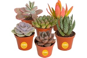 Costa Farms Mini Succulent Live Plants in Plastic Pot, Easy to Maintain Asssorted Indoor Succulents, Houseplants for Room Decor, House Warming or Birthday Gift, 2-3.5 Inches Tall, Pack of 6