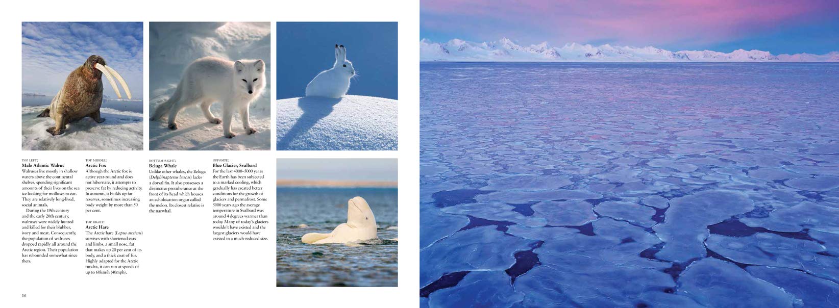 Arctic: Life inside the Arctic Circle (Travel Landscape) Arctic: Life inside the Arctic Circle (Travel Landscape) Hardcover