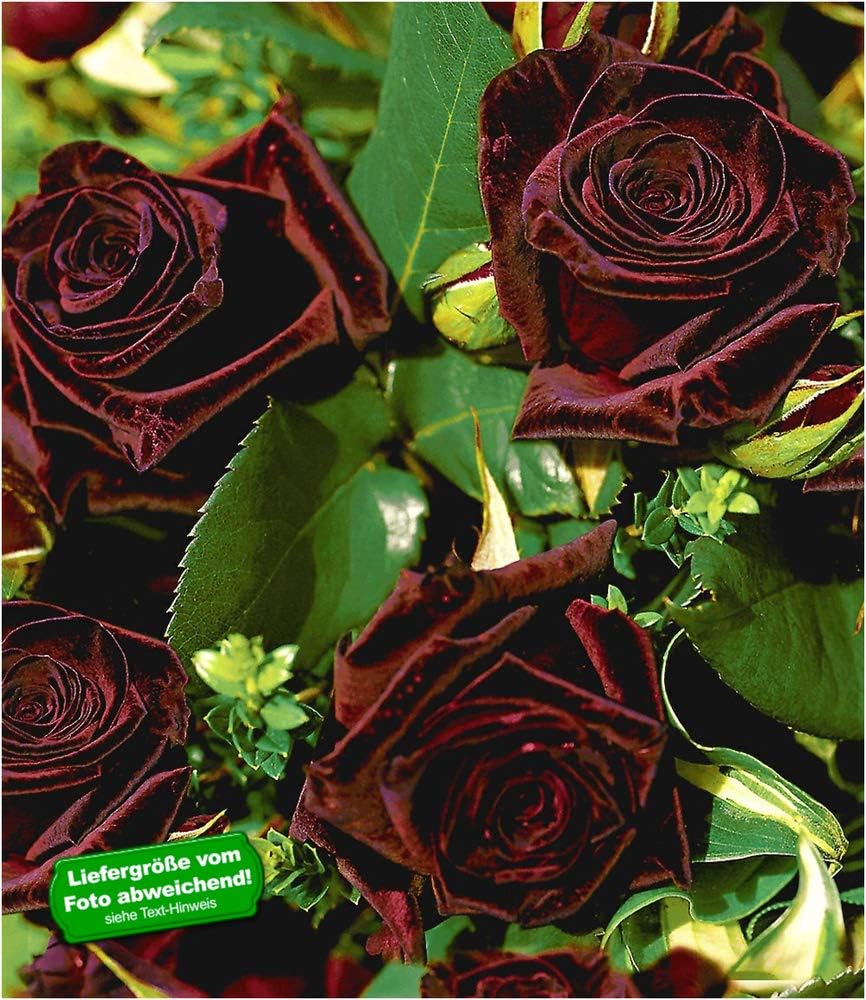 BALDURGarten Edelrosen 'Black Baccara®', 1 Pflanze fast schwarze Rose