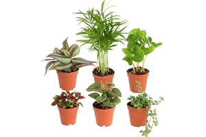 Costa Farms Mini Houseplants (6 Pack), Easy Grow Live Indoor House Plants in Nursery Plant Pots, Grower's Choice with Soil Po