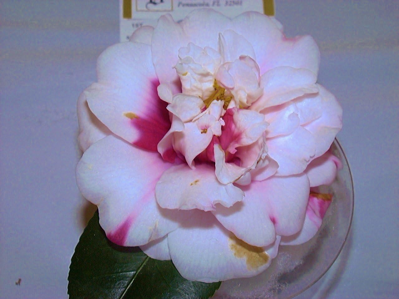 Amazon Com Camellia Japonica Colletti Garden Outdoor