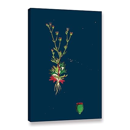 Amazon Com Artwall Bridgeman Erect Sea Couch Grass Gallery