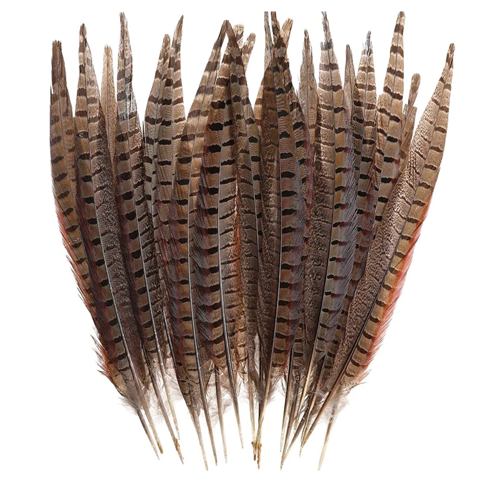 30 x Natural Pheasant Feathers Decoration, Ideal for Crafts and Costumes, Hats, Bags, Decoration of Earrings, Dream Catchers DIY