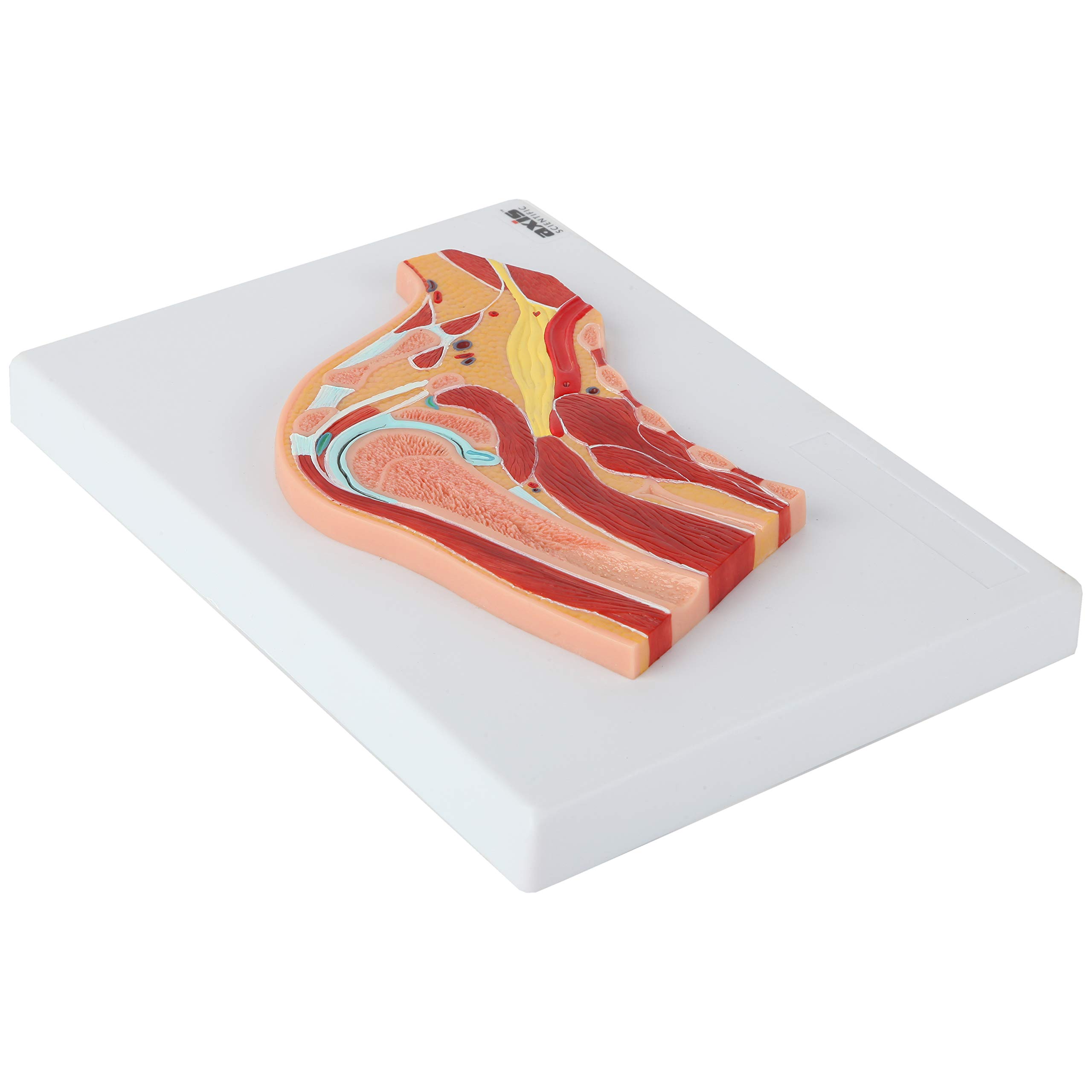 Axis Scientific Life Size Shoulder Joint Cross Section Anatomy Model Human Body Replica of Shoulder, Includes Product Manual, Students Medical Professionals Professors Display