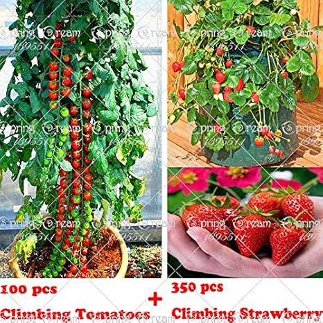 Amazon Co Jp 家庭菜園plantiing 100個のクライミングトマトの木の種子と300個の品質のクライミングイチゴ種子 果物や野菜の種 ホーム キッチン