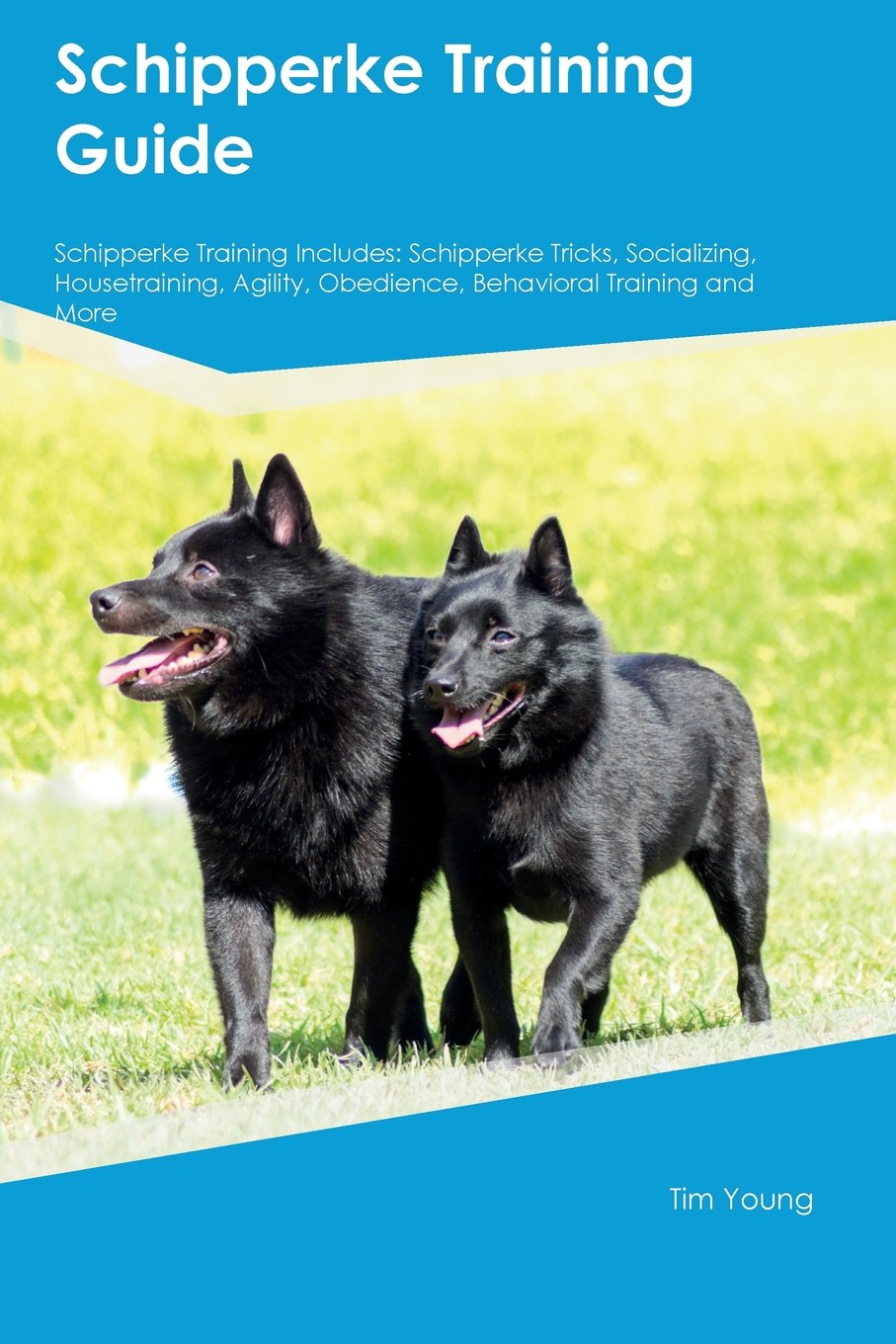 schipperke training