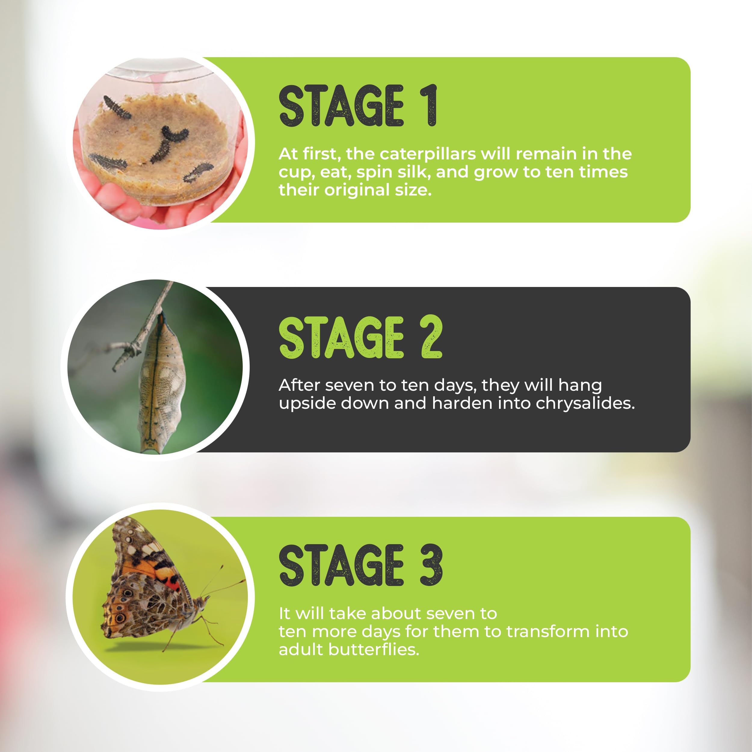 10 Live Caterpillars for Butterfly Habitat Kit - Refill for Painted Lady Butterfly Kit with Caterpillar Food, Instructions - Educational Science Kit