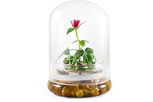 Bloomify Live Rose Terrarium, Miniature Rose in Self Sustaining Glass Jar, Maintenance Free, Great Unique Gift and Home Decor.