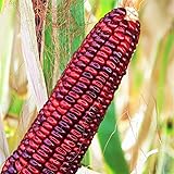 TomorrowSeeds - Bloody Butcher Corn Seeds