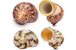 DEAUEPU Natural Hermit Crab Shells 4PCS (2 Types) | Opening Size: ≥1", Seashell Size: 2"-3" | Good for Medium to Large Crabs | Hermit Crab Tank for Décor | No Paint or Dye